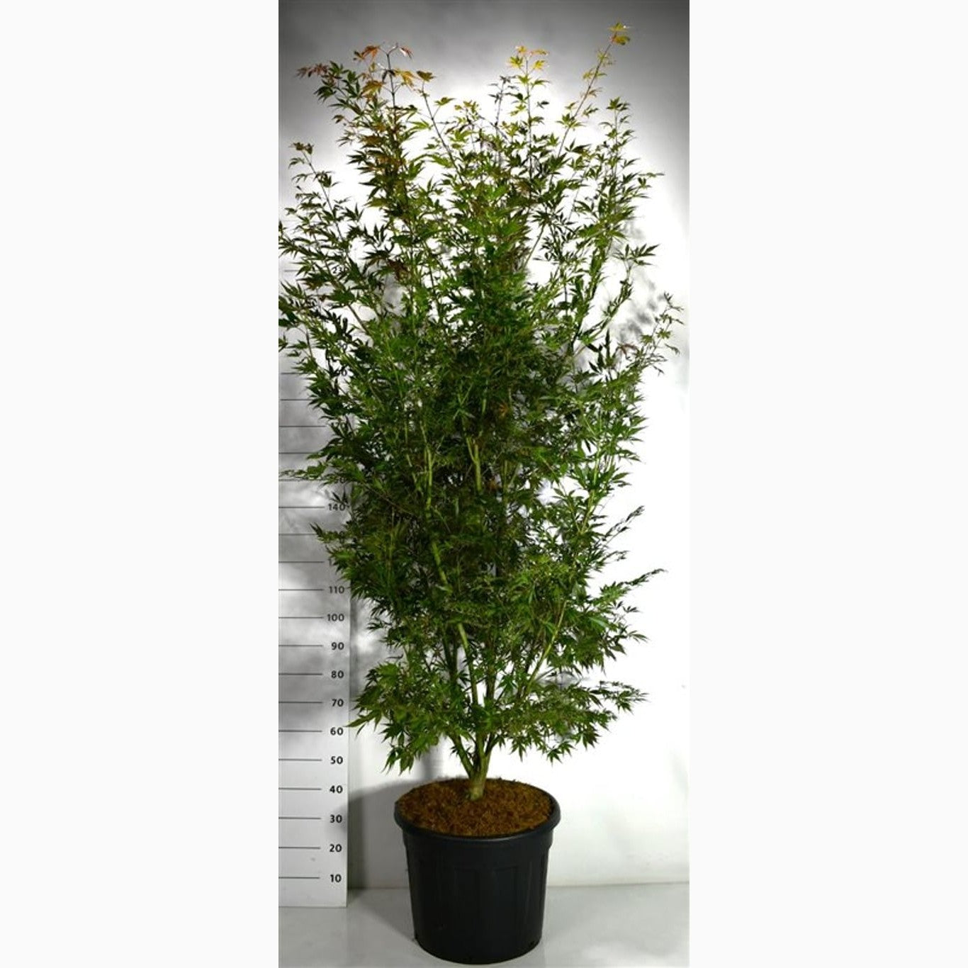 Japansk lönn – Acer pal. 'Sumi-nagashi' - C70 200-250 CM